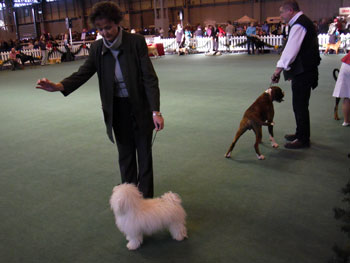 The perfect pose Bolognese dog picture